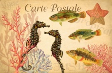 Vintage Seahorse Tropical Postcard