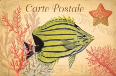 Carte Postale Vintage Poissons Tropicaux