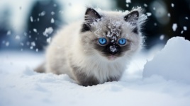 White Kitten In The Snow