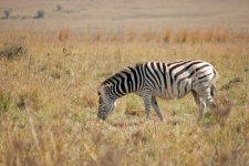 Zebra che pasce su un pascolo