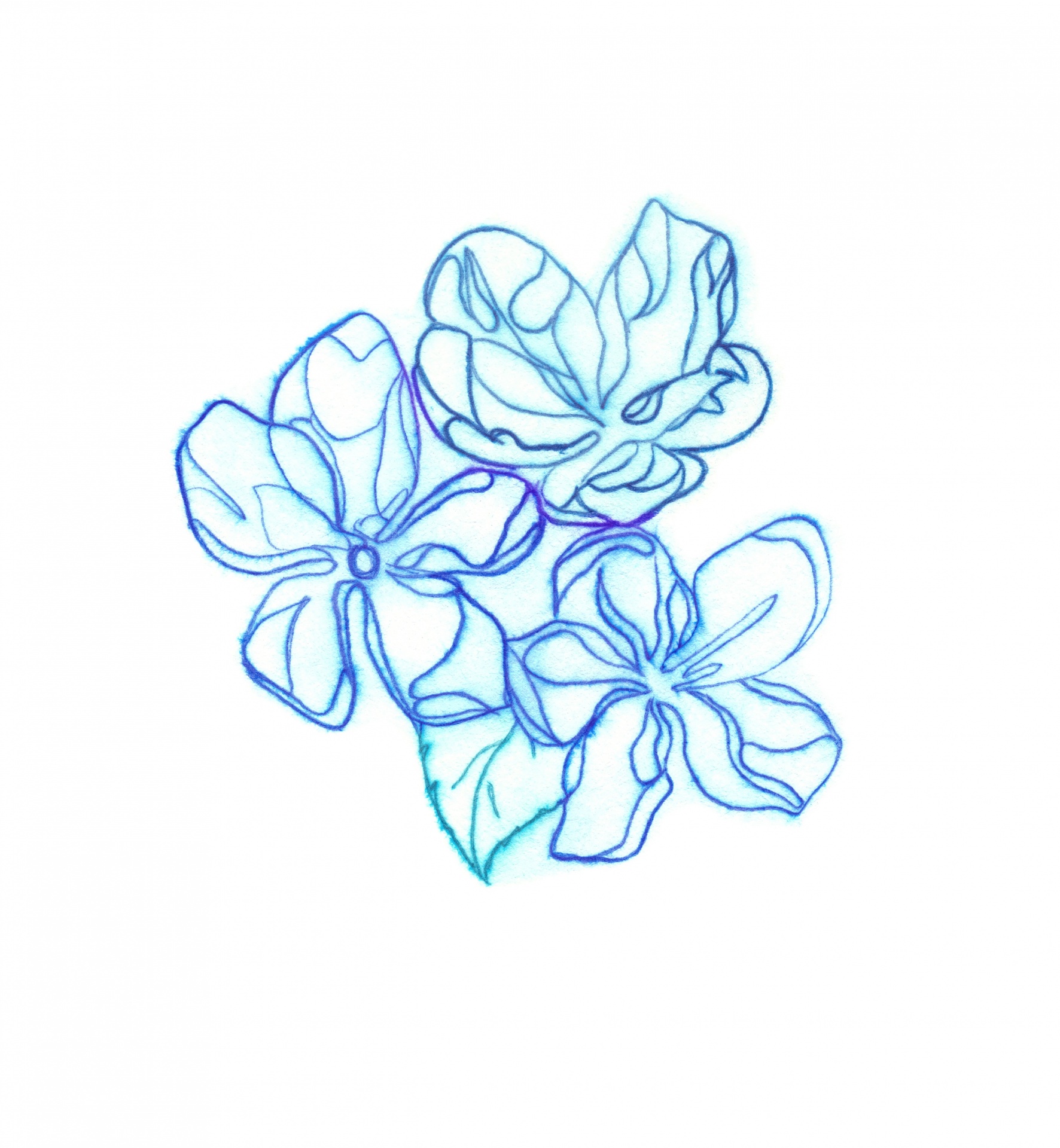 Bright Blue Ink Sketched Flowers Free Stock Photo - Public Domain Pictures