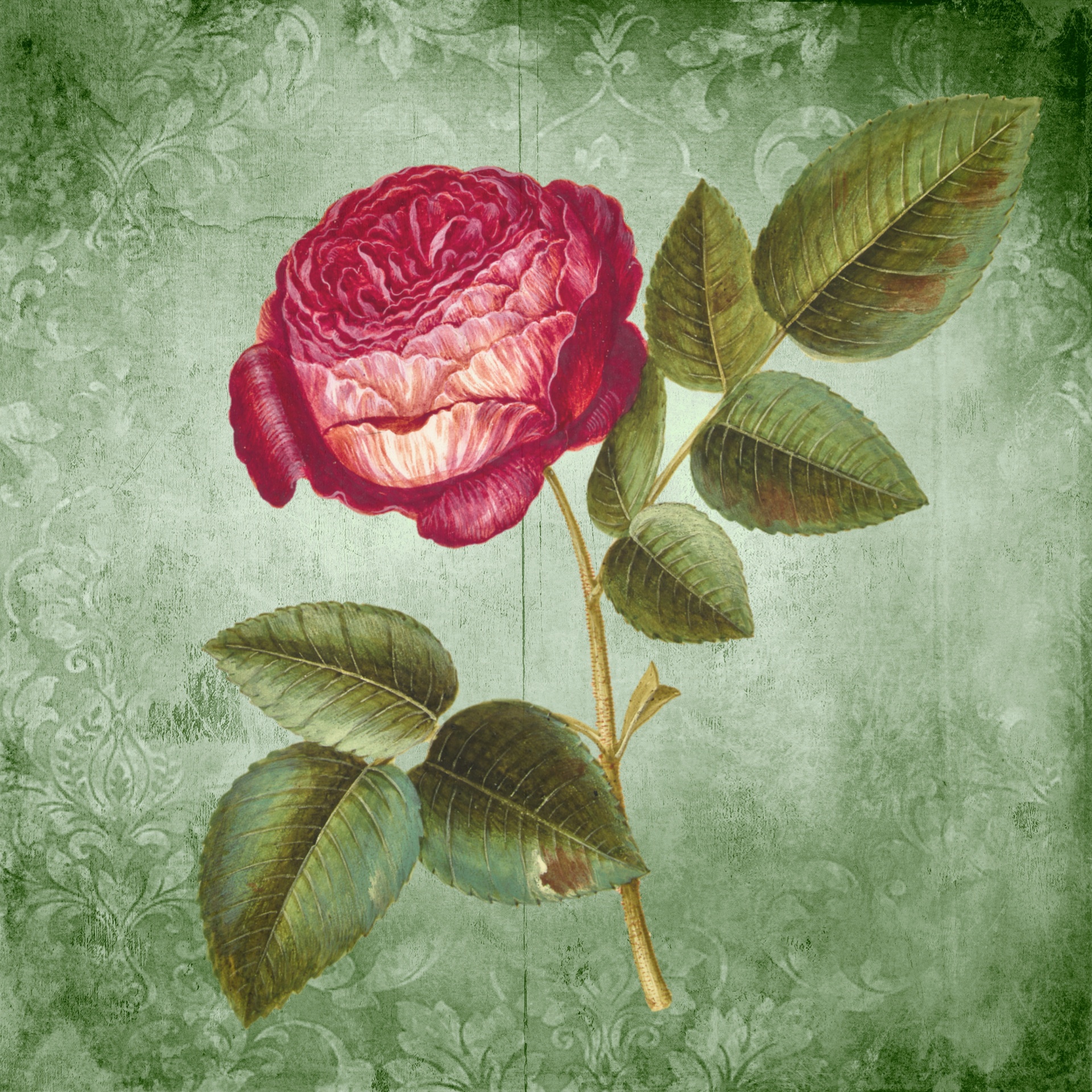 Vintage Floral Rose Art Free Stock Photo - Public Domain Pictures