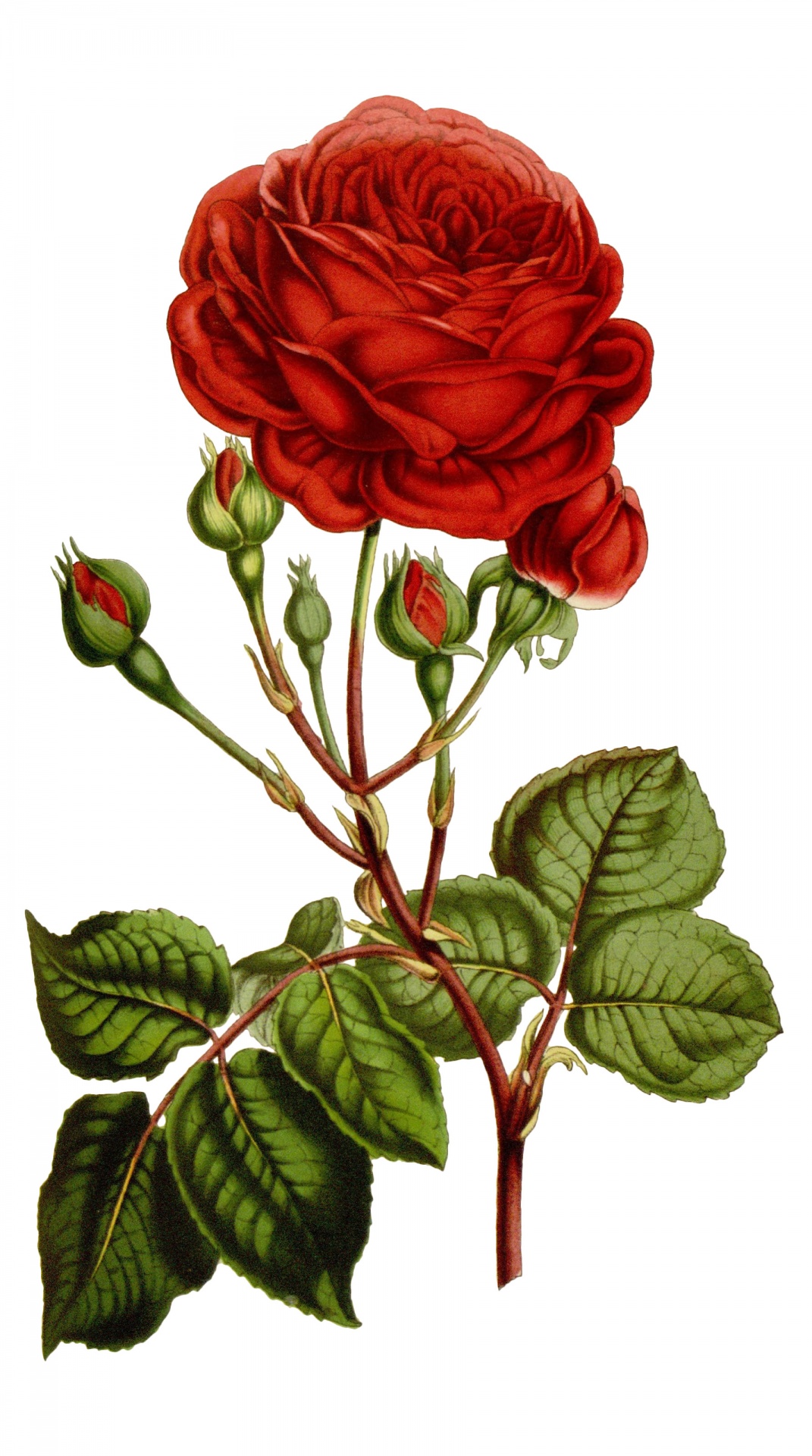 Vintage Red Rose Art Free Stock Photo - Public Domain Pictures
