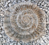 Ammonite snail fossilization