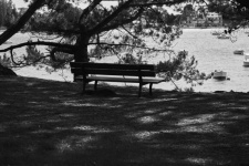 Bench under the trees