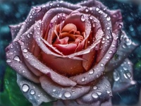 Flower Blossom Rose Raindrops