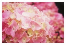 Květ hortenzie kvete růžově