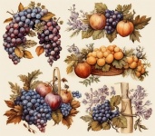 葡萄和水果的收获