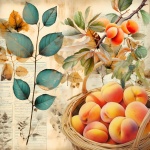 Art du calendrier de récolte d’abricots