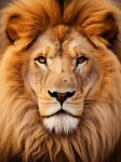 Retrato de leão