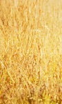 Long dry grass cellphone wallpaper