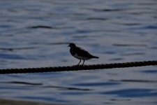 Vogel zat op een kabel