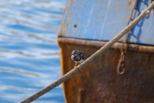 Vogel op een bootkabel