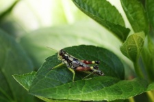 Post Oak Grasshopper Close-up