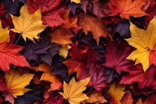 Seamless Autumn Leaves