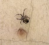 Păianjen viespe cu cuib