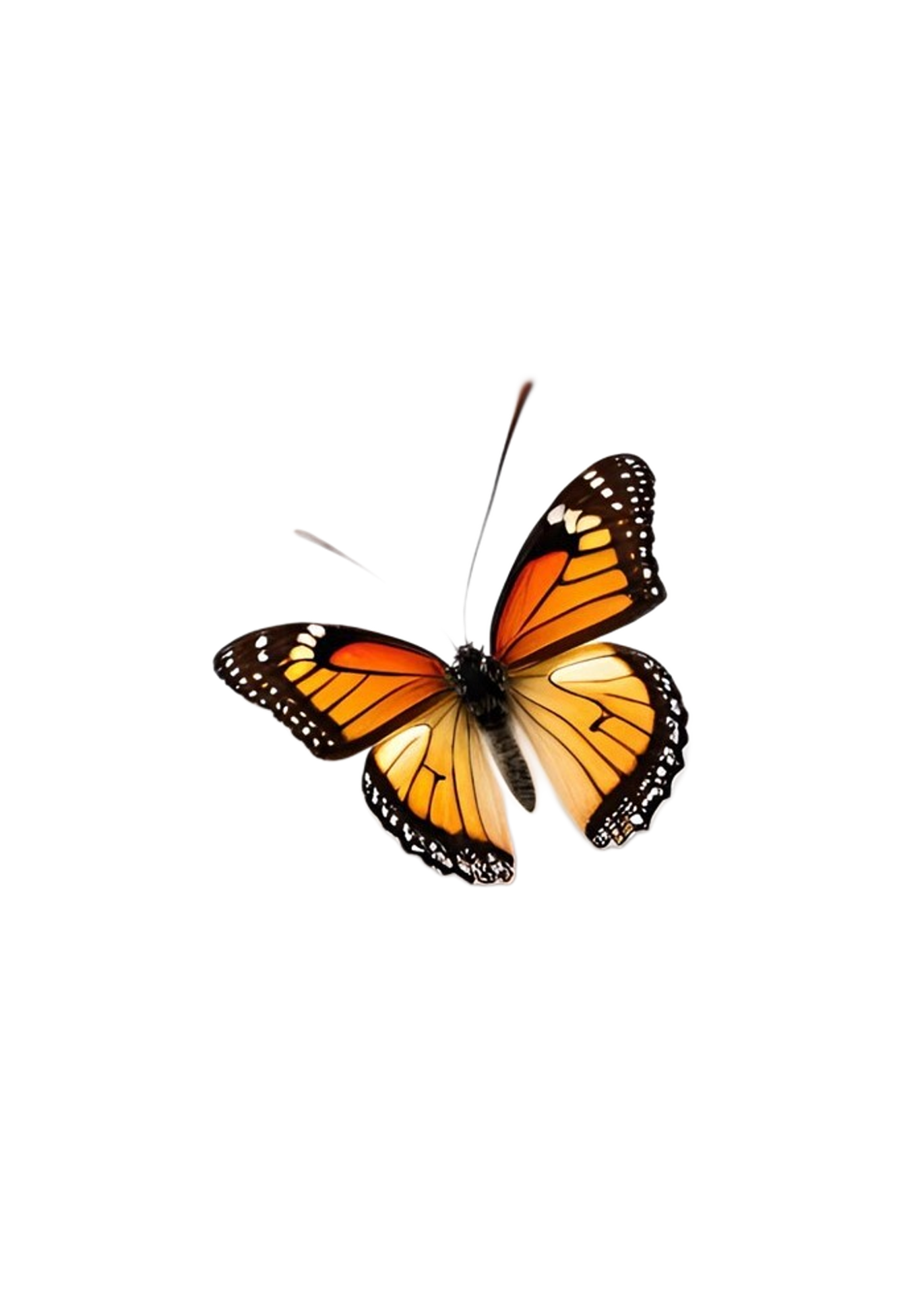 Transparent Butterfly Illustration