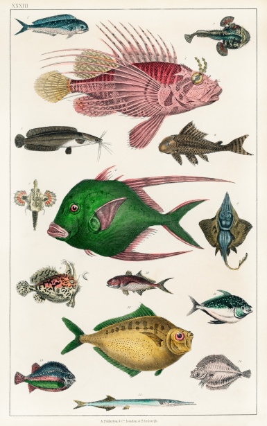 Old Vintage Fish Illustration Free Stock Photo - Public Domain Pictures