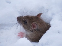 Una rata en la nieve