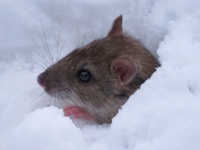 A Rat In The Snow