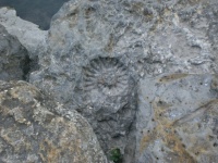 Ammonit-kövület 3