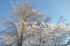 Branches d'arbres couvertes de neige