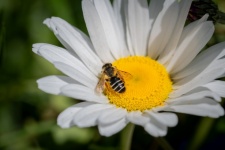 Albină, insectă, macro