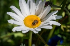 Albină, insectă, macro