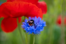 Bumblebee, Insect, Flora, Poppy