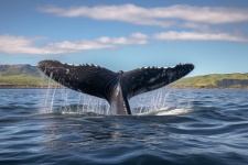 Whale tail digital art