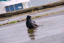 Young raven in the water