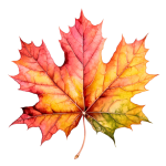 Maple Leaf Texture Isolated