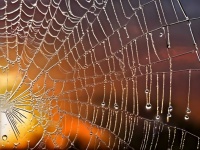 Spider Web Dew Drops