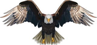 The Bald Eagle Flapped Its Wings