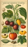 Catálogo vintage de semillas y plantas.