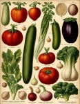 Catálogo de verduras vintage Póster