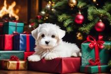 Christmas dog Maltese puppy