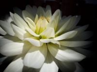 Floare albă