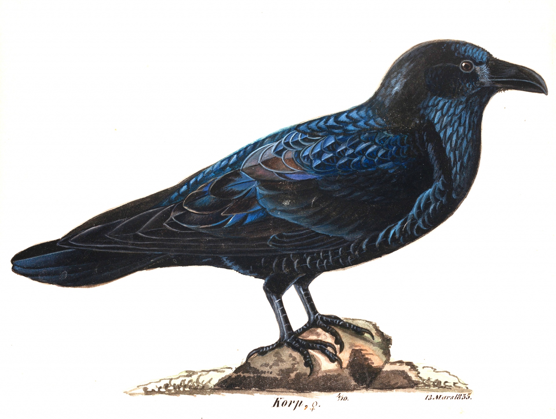 Vintage Raven Crow Illustration