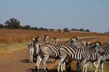 Un gruppo di zebre in una strada