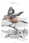 Colibri Bird Vintage Art