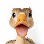 Cute duck portrait