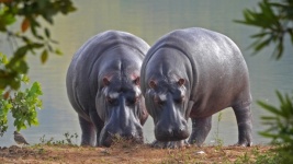 Hipopótamos