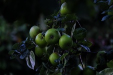 Apples On The Branch