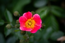 Alpine rose, flower