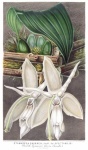 Vintage illusztrációja orchideák