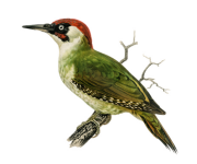 Vintage pták zelený datel