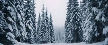 Peisaj de zăpadă de iarnă copaci