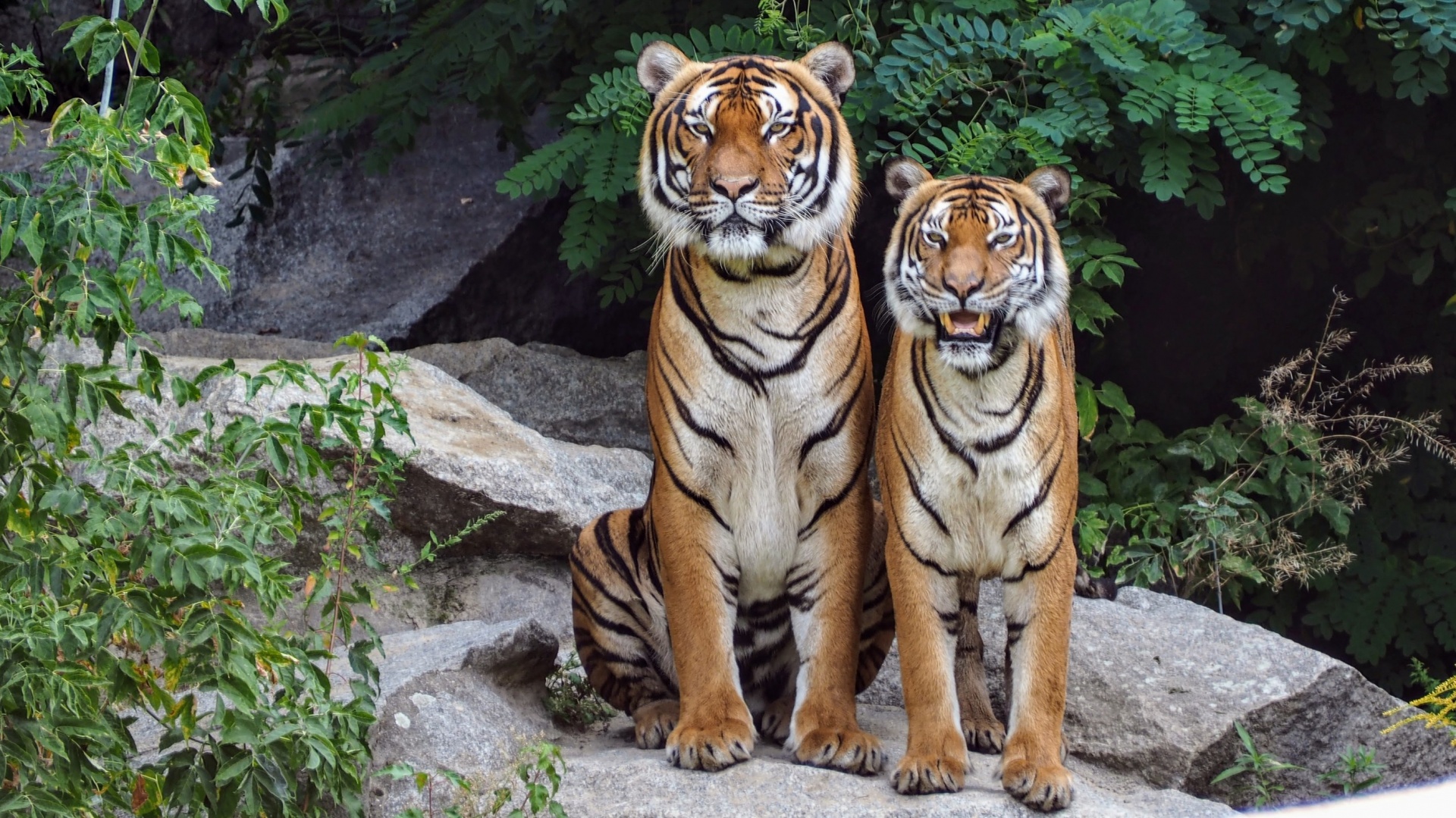 Tigers Free Stock Photo - Public Domain Pictures