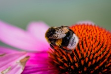 Flower, Echinacea, Bumblebee
